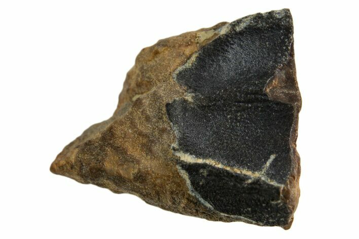 Fossil Dinosaur (Triceratops) Shed Tooth - Montana #332610